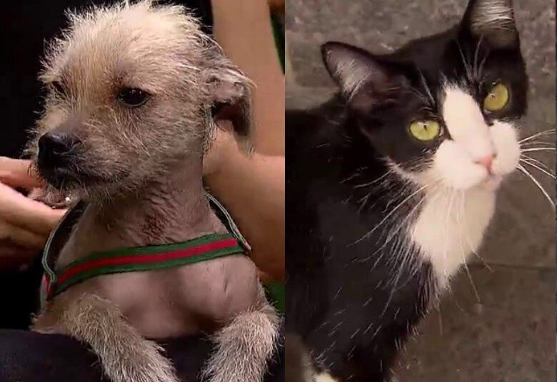 Agora sim a rivalidade entre cães e gatos vai esquentar: você sabe qual desses animais é o mais inteligente? Um estudo recente respondeu essa pergunta. Descubra a resposta agora!