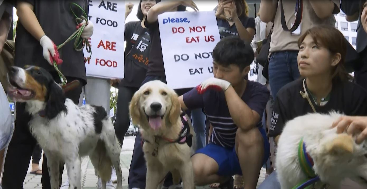 Cachorros passaram a ser mais associados a animais de estimação no país