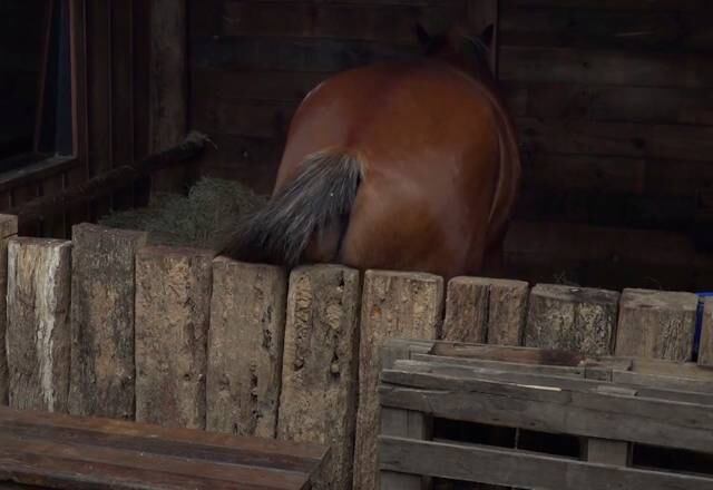 Lyon coçando o bumbum

Em A Fazenda 11, Lyon roubou a cena em diversos momentos do confinamento com o seu jeito engraçado. Uma das cenas mais memoráveis, foi quando ele coçou o bumbum na cerca da Baia e arrancou risadas dos peões que estavam ali