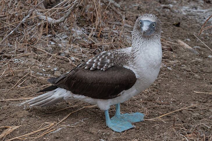 Há também muitas outras espécies que atraem os olhares dos curiosos e dos pesquisadores. E aqui está o singularíssimo atobá de patas azuis, que tem nas patas o grande afrodisíaco. Quando mais forte o azul, mais facilmente o macho atrai a fêmea. E ele até