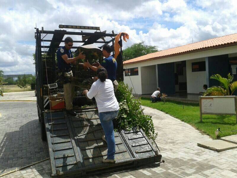 Alguns animais silvestres foram entregues pelos responsáveis a partir de uma campanha do NUSF para que houvesse a entrega voluntária de animais mantidos em cativeiros ilegais