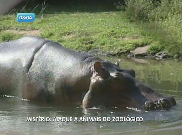 A Polícia Ambiental e a prefeitura de Araçatuba (SP), tentam descobrir a identidade do suposto responsável pelos ataques e mortes de animais do zoológico Flávio Leite Ribeiro

No R7 Play você pode assistir ao SP no Ar na
íntegra! Clique e experimente de graça!

