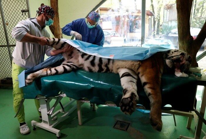 O tigre sedado estava deitado pacificamente de lado na mesa de operações, com suas grandes patas saindo de baixo de um cobertor verde