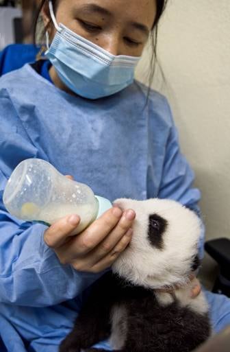 O filhote Fleur de Coton sendo amamentado por uma das cuidadoras do zoológico