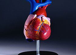 Insuficiência cardíaca mata 50 mil brasileiros por ano