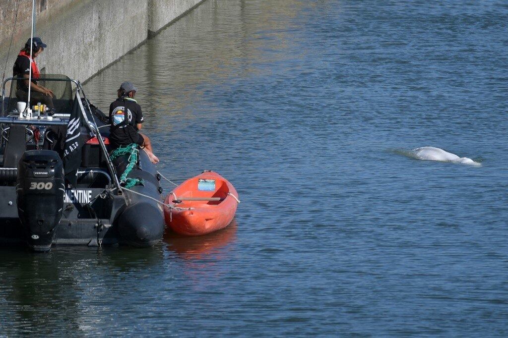 Desde sexta-feira, ela permanece entre duas eclusas a cerca de 70 km ao norte da capital francesa, Paris. Autoridades consideram transportar o animal do rio para o mar para tentar salvar sua vida
