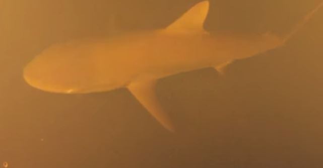 De fato, 25% das espécie de tubarões correm algum risco de extinção, praticamente todas devido a ação do homem