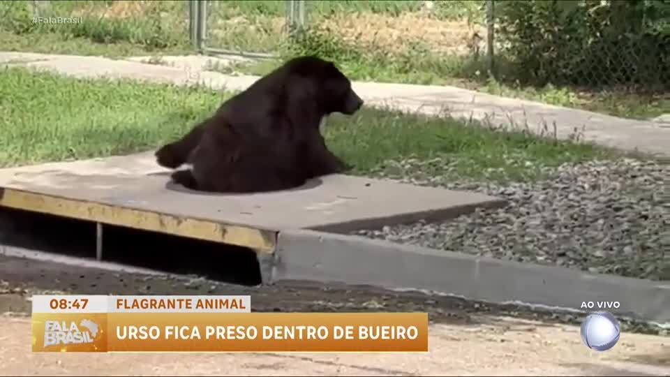 Vídeo: urso fica preso em bueiro e é resgatado por equipe de obras nos EUA