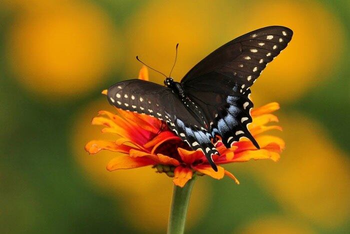 Espécie: Spicebush Swallowtail