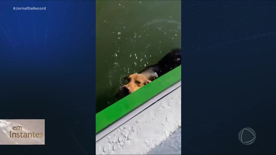 Conheça a história de cachorrinha resgatada no mar