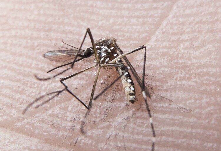 Aedes é transmissor da dengue