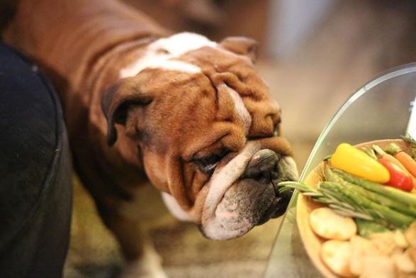 O bulldog Roscoe tem 8 anos de idade