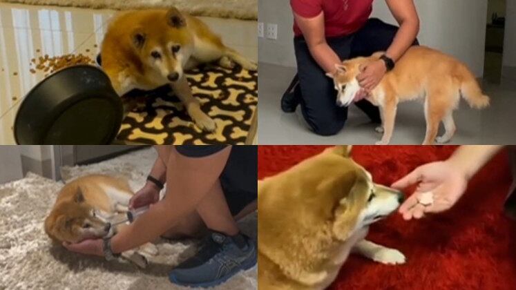 Você sabia que cães e gatos também podem sofrer de Alzheimer? Essa doença degenerativa, que afeta a mente humana, não poupa sequer os pets. E os sintomas são parecidos, desde a desorientação nas atividades rotineiras à indiferença com as pessoas ao redor. O Hoje em Dia te ensina como cuidar de um animal que sofre com essa doença, confira a seguir