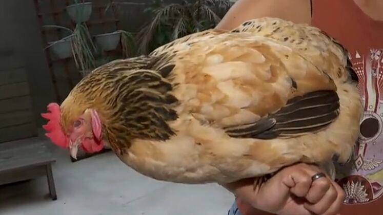 Balanço geral, galinha de estimação