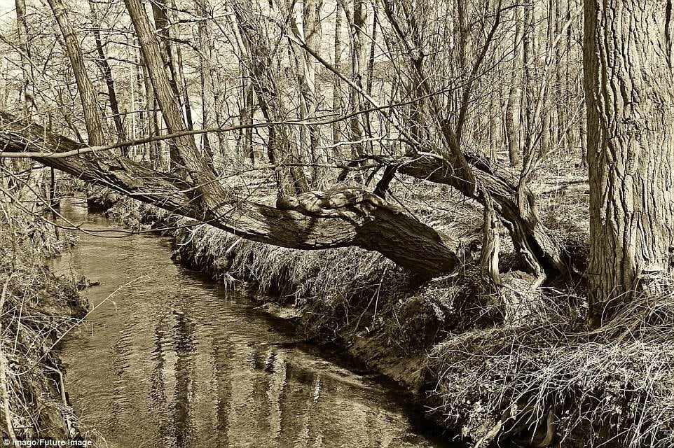É praticamente impossível determinar onde está a moça. A ideia de Düsterwald, de 49 anos, nascido na cidade de Hameln, era chocar e mostrar a essência comum entre componentes da biosfera