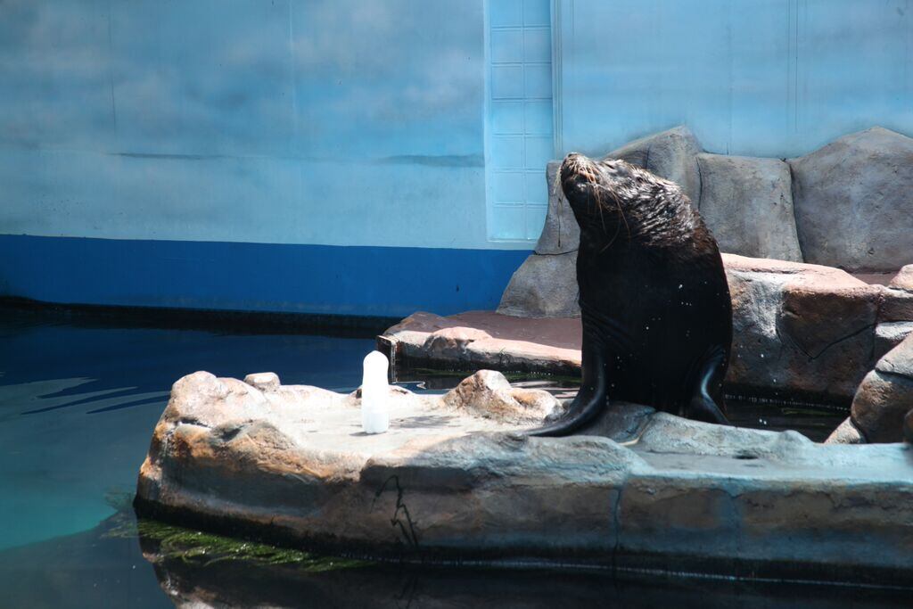 Inti vive em um tanque com 380 mil
litros de água do mar. O espaço também possui uma área climatizada de 55 m²,
com um setor de maternidade com piscina e uma balança para acompanhamento do
peso do animal