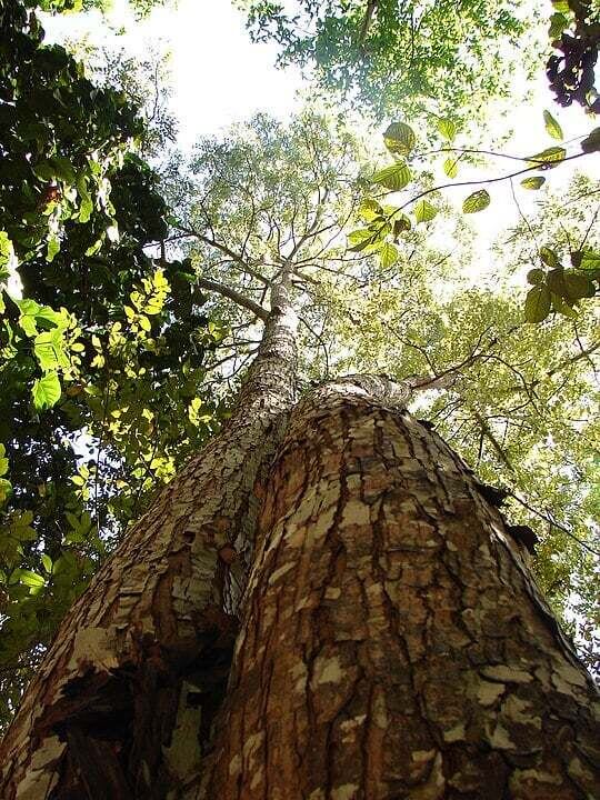Mogno - Típica do bioma da Amazônia. Também chamada de Acaju , Aguano, Caoba e Mara.