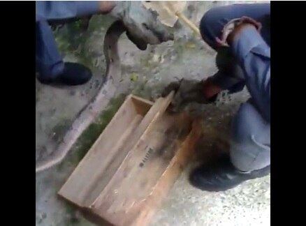 Cobra foi capturada dentro de motor de carro em BH