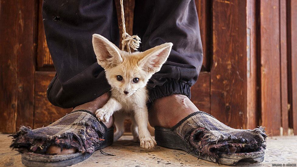 A imagem do italiano Bruno D'Amicis venceu na
categoria 'o mundo em nossas mãos'. Ele mostrou um adolescente de um vilarejo
no sul da Tunísia vendendo um filhote de raposa-do-deserto - comércio ilegal
mas comum em vários países do norte da África

BBC Brasil - Todos os direitos reservados - É proibido todo tipo de reprodução sem autorização por escrito da BBC
