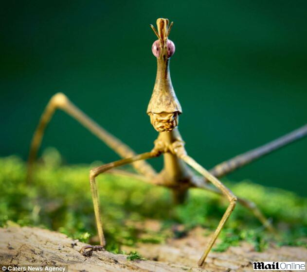 Ao site DailyMail, Spane disse que buscou registrar a unicidade, a beleza e a personalidade dos insetos.

— Poucas pessoas gostam de insetos. E eu acho que isso é porque elas não os conhecem. Por meio das lentes macro, eu consigo mostrar detalhes fascinantes, formas e cores que não são visíveis a olho nu. Eu tenho que observar e aprender sobre o comportamento deles. Eu tenho que ficar bem calmo e lento quando estou trabalhando com eles
