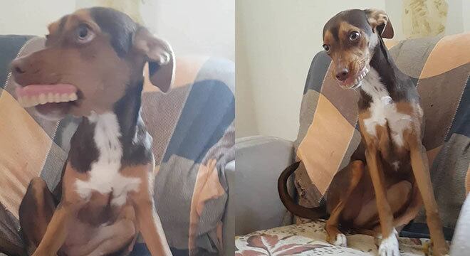Luna é uma vira-lata de apenas 11 meses. A pequena estava abandonada nas ruas de Ponta Grossa (PR) quando foi adotada pela estudante Anna Carolina Lima.  Mas o que ela não imaginava é que a cachorra seria a principal diversão da casa. O episódio mais recente foi o roubo da dentadura da avó. Veja: