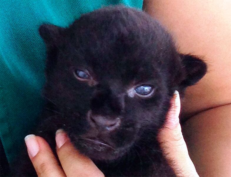 Novo morador nasceu no último dia 15 de agosto