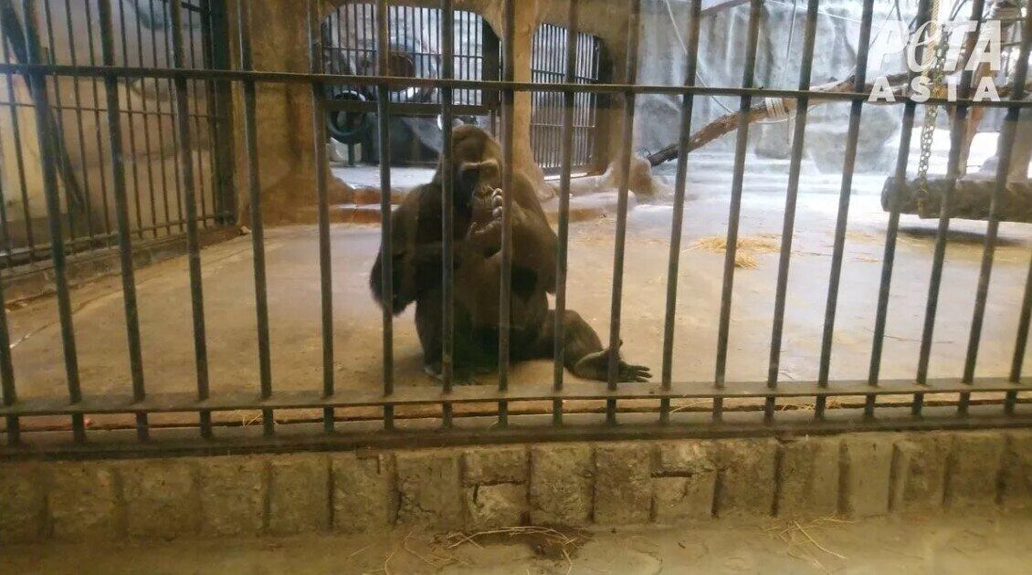 As autoridades da Tailândia, por sua vez, disseram à Peta que realizaram diversas campanhas e pedidos de transferência de Bua, mas o primata é considerado propriedade privada pelas leis do país, e os donos exigem valores muito altos para a libertação


CONTINUE POR AQUI: Planeta Maluco: imagens de uma semana em ritmo de festa em todo o mundo