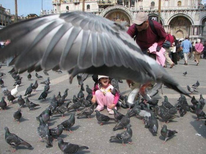 Com essa quantidade de pombas, não tem como uma não atrapalhar a foto!