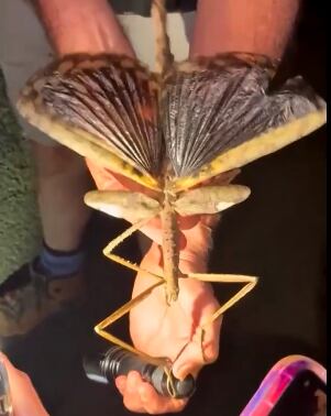 Acrophylla alta foi encontrado no planalto de Atherton