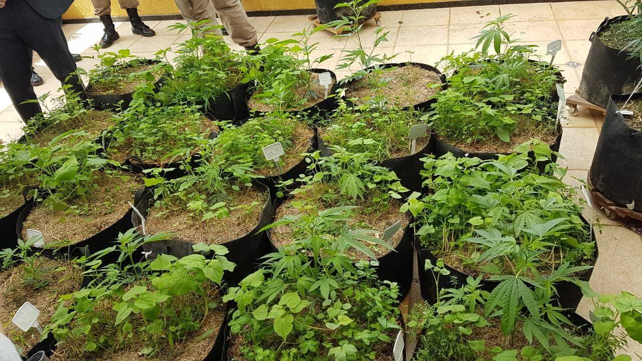 Pés de maconha foram encontrados na cobertura do delegado