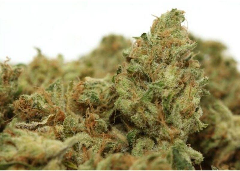 Cannabis Sativa, nome científico da maconha