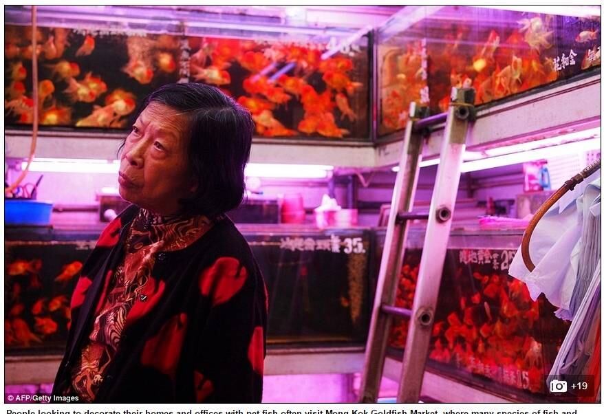 Hong Kong é um dos principais exportadores de peixinhos dourados e outras espécies tropicais