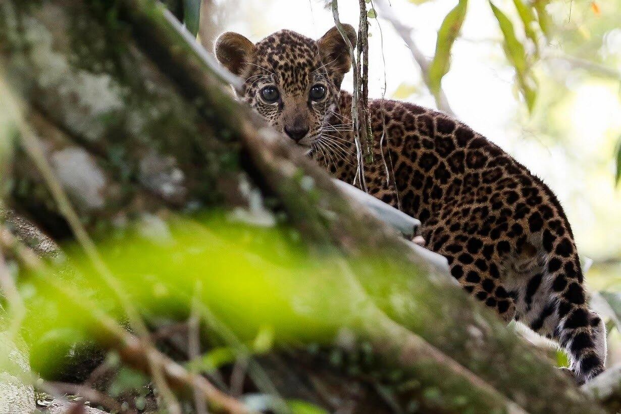 Em um local singular no meio da floresta Amazônica, onde águas inundam mais de 1 milhão de hectares de mata todos os anos, onças-pintadas podem ser vistas no topo de árvores, vivendo cerca de quatro meses a até 15 metros de distância do solo.

A 600 km de Manaus, dentro da Reserva de Desenvolvimento Sustentável Mamirauá, pesquisadores do projeto Iauaretê presenciaram o comportamento pela primeira vez em 2013, vendo uma onça e seu filhote vivendo na copa de uma árvore. Entre 2016 e 2018, em várias visitas ao local, onças-pintadas foram fotografadas pela Reuters no alto dos galhos