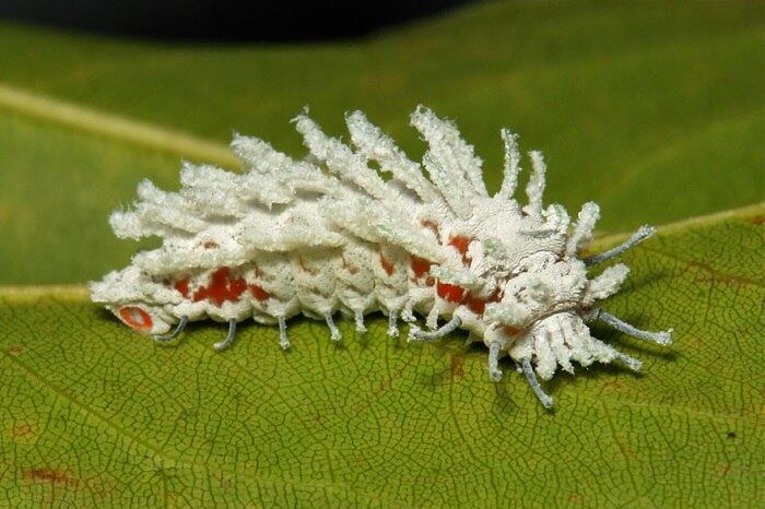 Espécie: Attacus Atlas