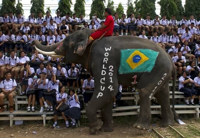 Em homenagem ao início da Copa do Mundo no Brasil, tailandeses organizaram um jogo entre elefantes. Vários estudantes participaram da brincadeira 