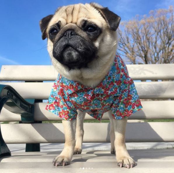 Esse simpático cãozinho foi clicado por Caitlin R. e Derek E. @itsmoosethepug