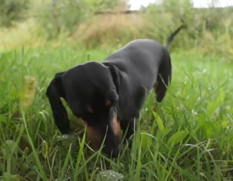 O Dachshund é uma raça que muita gente conhece pelo apelido de