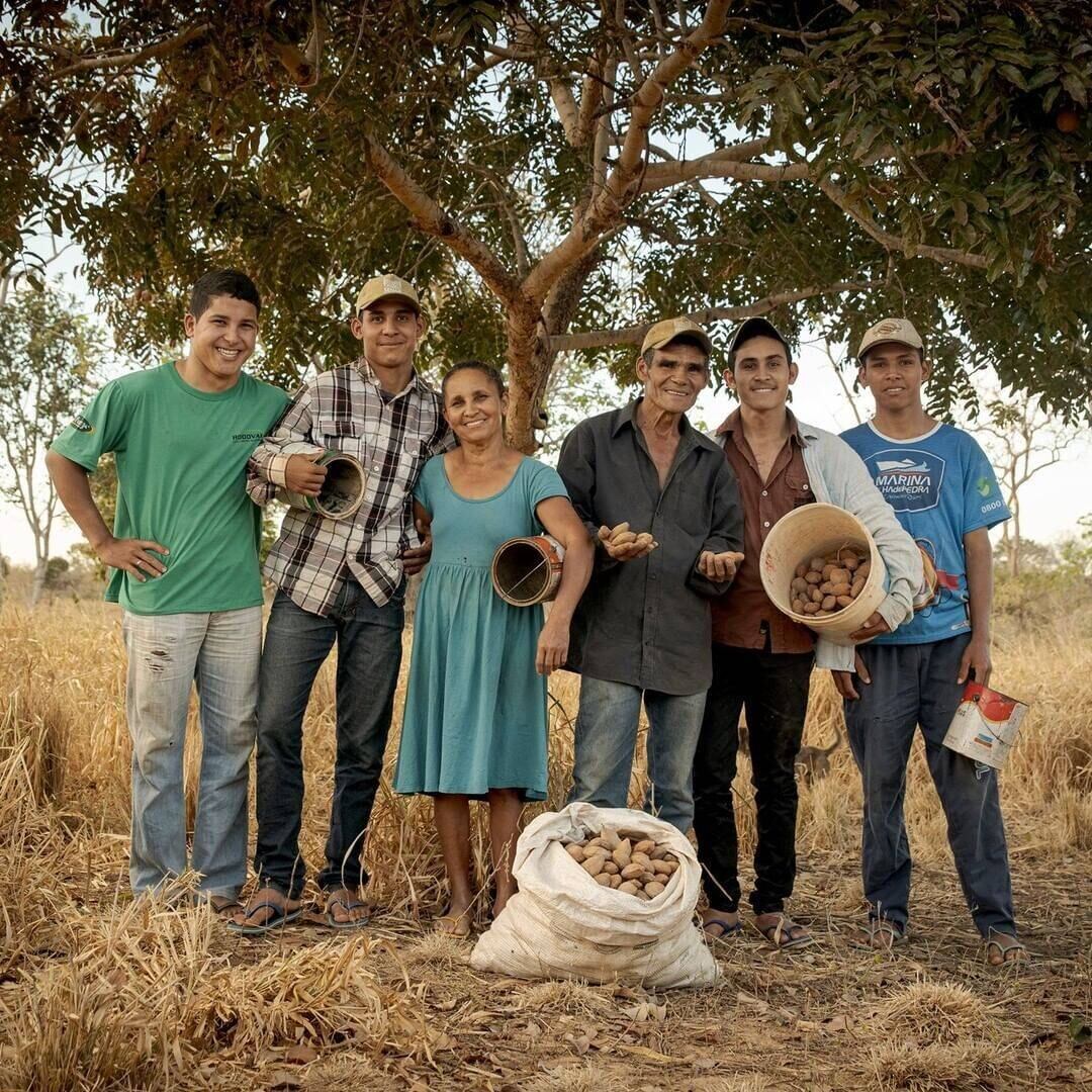 Mais de 150 famílias da região trabalham com o plantio e colheita do Baru
