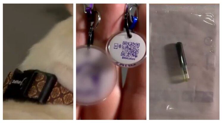 Além do microchip colocado por meio de cirurgia, existem outras opções que podem ser utilizadas para localizar o animal, como coleiras e tags com QR-code (código de resposta rápida) 

Continue acompanhando o Fala Brasil. De segunda a sexta, a partir das 8h30, e aos sábados, às 7h35, na Record TV

