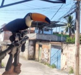 Tucano foi fotografado sobre fuzil