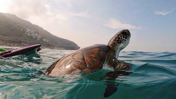 Ativista do grupo Salvemos São Conrado, Macello Farias contou ao R7 que havia saído do mar quando o surfista Eric Poseidon viu a tartaruga boiando na água. "Ela estava parada. O Eric pensou que estava morta, porque tartarugas não costumam chegar perto das pessoas"