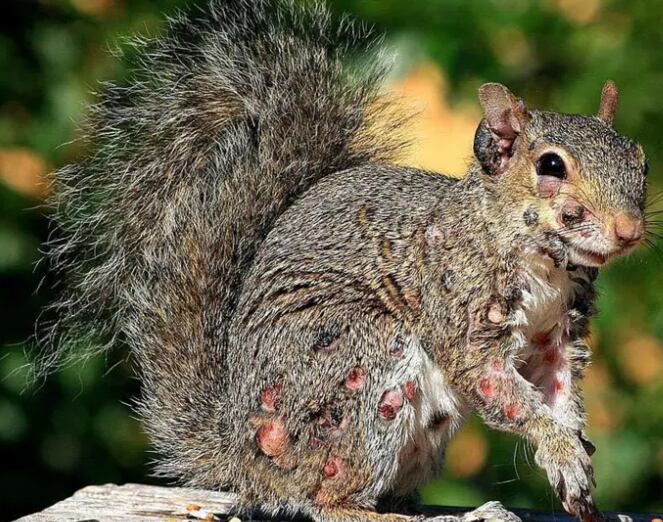 Doença não representa risco a pessoas, animais de estimação ou aves