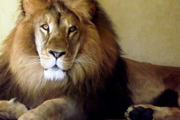 Felino passou pelo período de quarentena