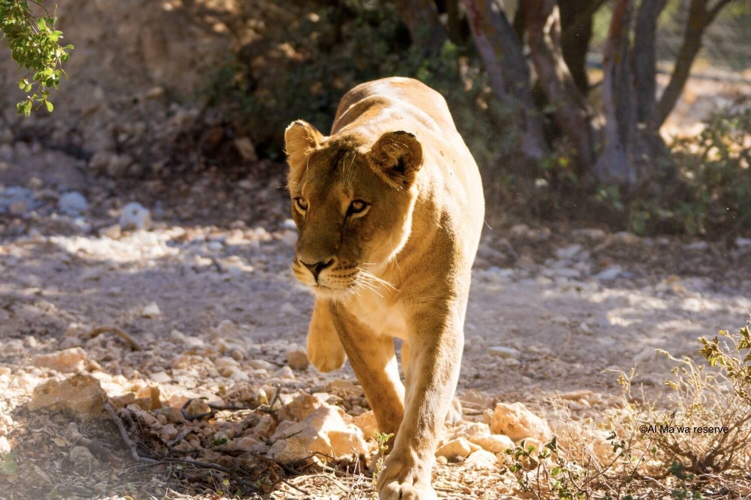O que não os impede de aproveitar seu tempo no Al Ma'wa