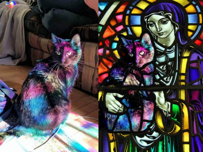 Só há uma explicação para o reflexo colorido sobre o gato: essa!