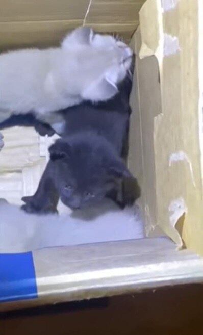 Gatinhos intrusos descobertos no 747