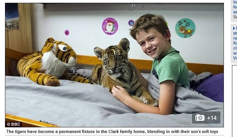 A boa adaptação dos animais à casa é considerada impressionante