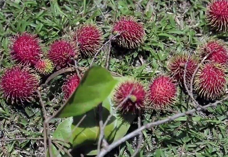 A grande quantidade de vitamina A e ferro da fruta podem auxiliar no tratamento de anemia