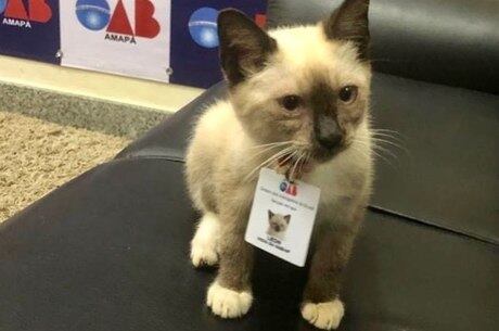 Advogato foi "contratado" pela OAB-AP