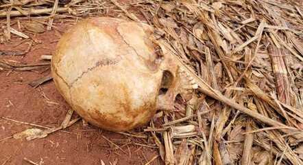 Crânio foi encontrado em região rural de Potirendaba, no interior de São Paulo